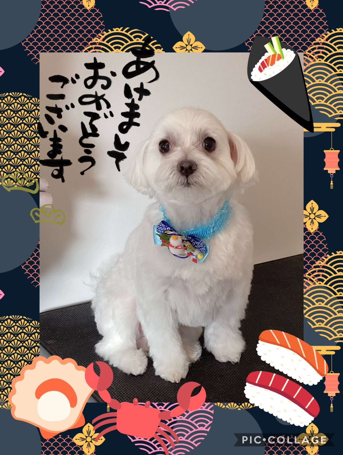 今日ははなまるちゃん、大福ちゃん、コロンちゃん、リオンちゃん、まろんちゃん、ピーチちゃんのトリミングの紹介です【奈良のエース動物病院】