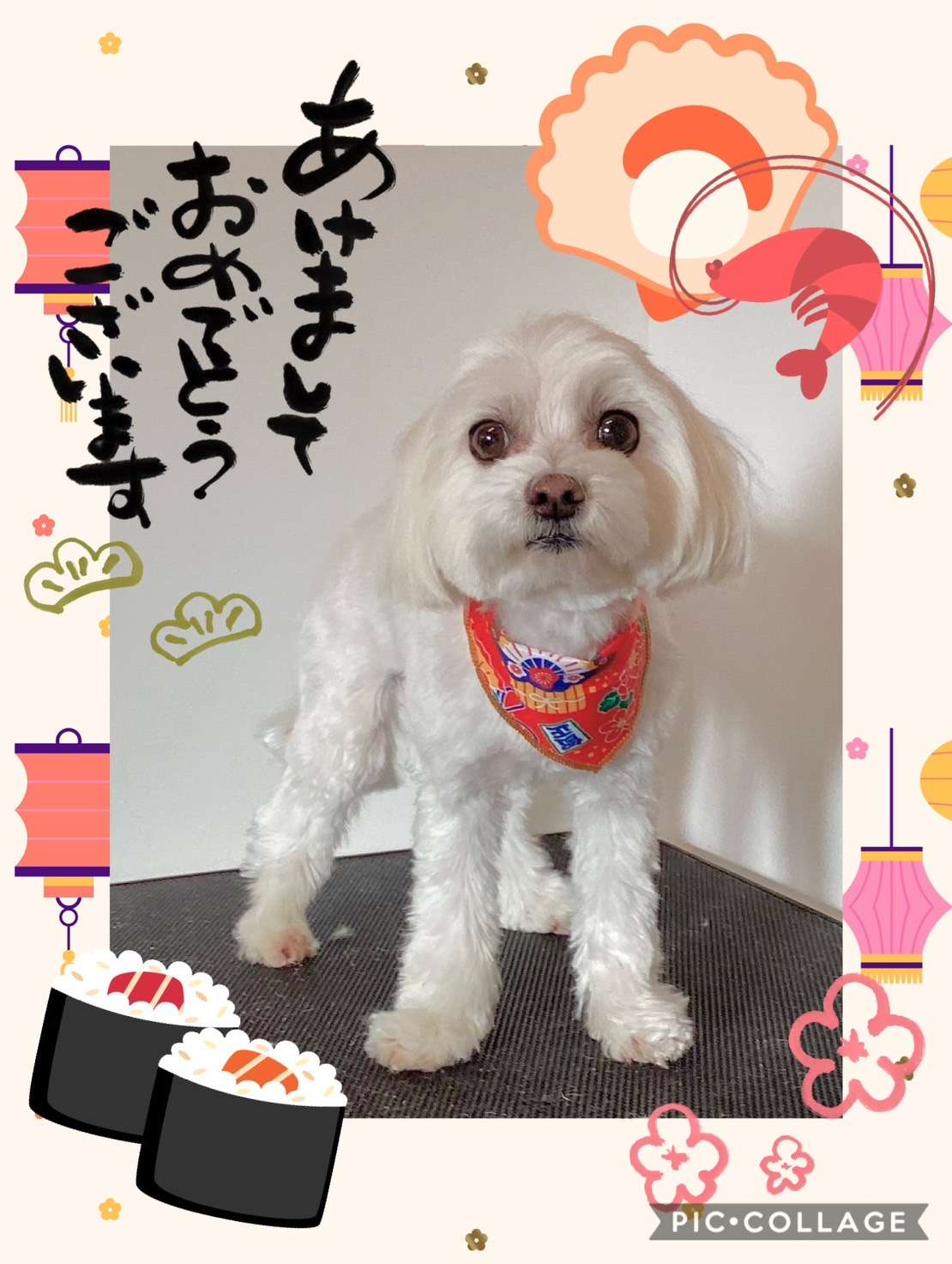 今日はバニラちゃん、モカちゃん、バニラちゃん、チョコちゃん、もこちゃん、テンちゃん、ブランちゃんのトリミングの紹介です【奈良のエース動物病院】