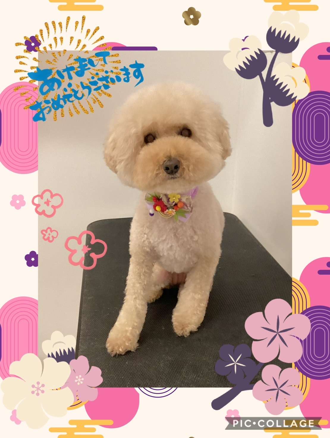 今日はハナちゃん、ぺろちゃん、レイちゃん、ぷうたちゃん、昇大朗ちゃん、銀大朗ちゃん、ルピちゃんのトリミングの紹介です【奈良のエース動物病院】