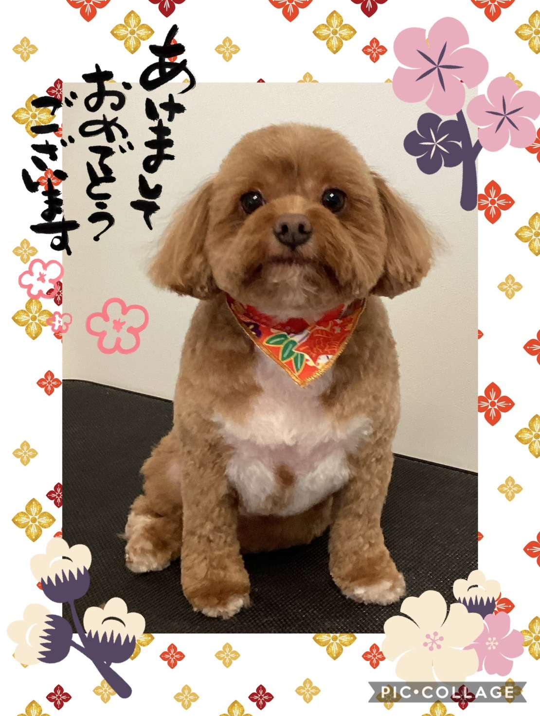 今日はアンズちゃん、こたろうちゃん、むぎちゃん、スカイちゃん、ココアちゃんのトリミングの紹介です【奈良のエース動物病院】