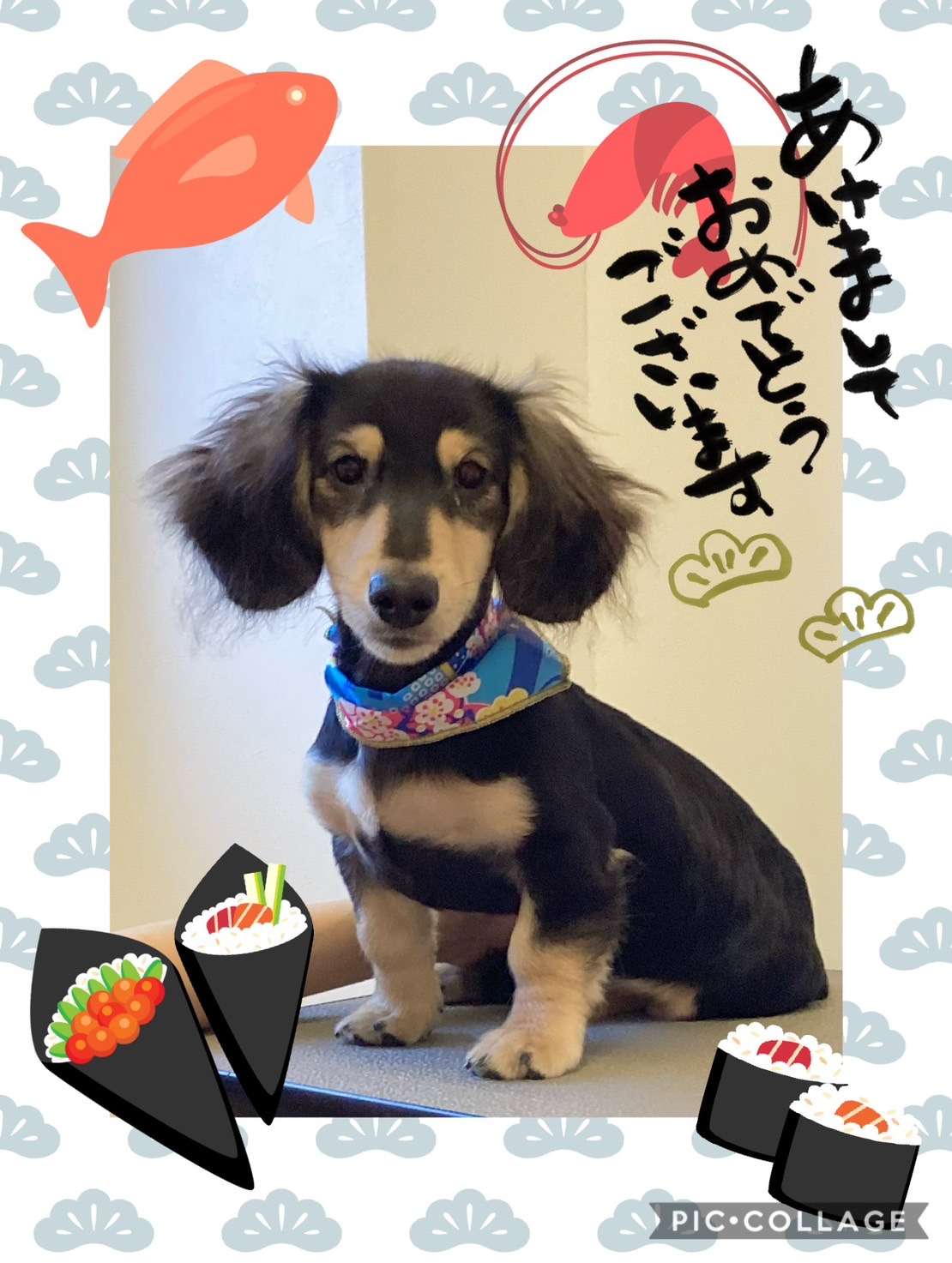 今日はレオちゃん、モナちゃん、ショコラちゃん、ココちゃん、クーちゃん、ぐりちゃんのトリミングの紹介です【奈良のエース動物病院】