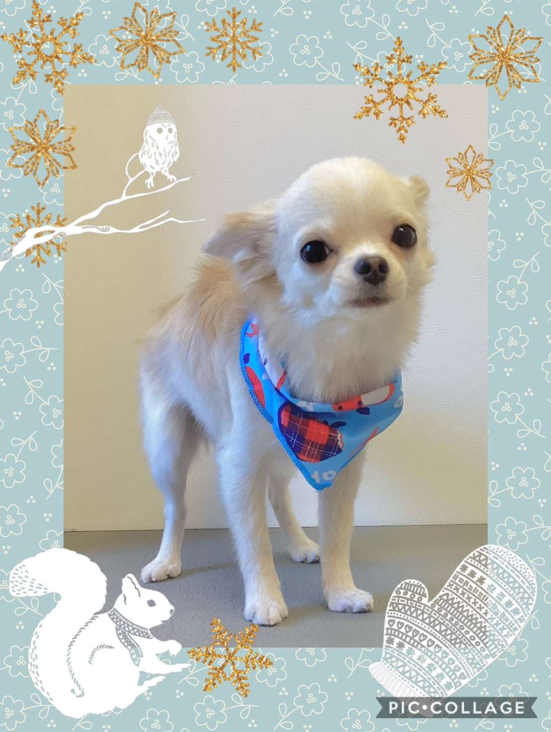 今日は福ちゃん、アムちゃん、チャッピーちゃん、モアナちゃん、ラニちゃんのトリミングの紹介です【奈良のエース動物病院】