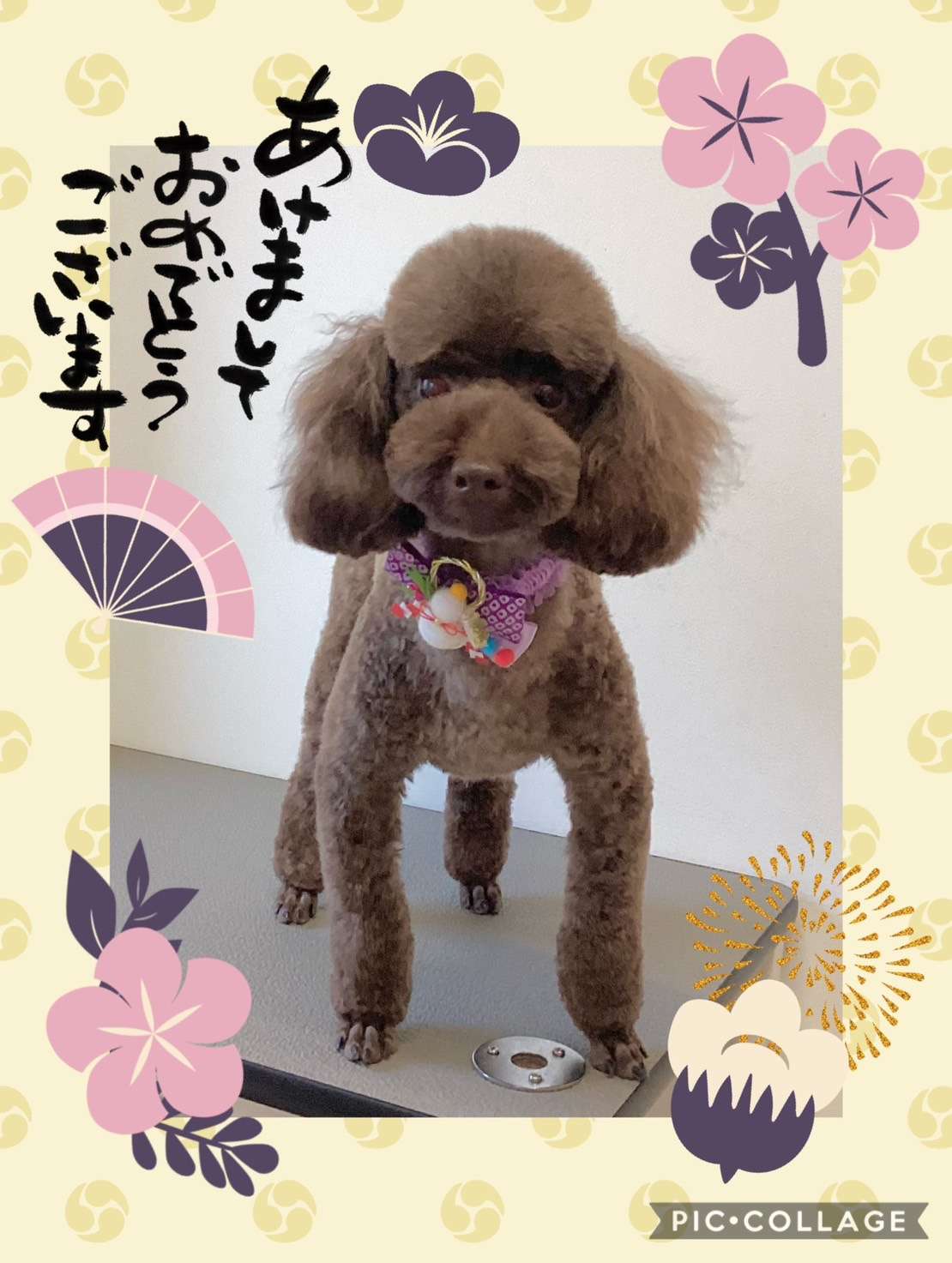 今日はキキちゃん、レオちゃん、愛菜ちゃん、ショコラちゃん、ゆずちゃんのトリミングの紹介です【奈良のエース動物病院】