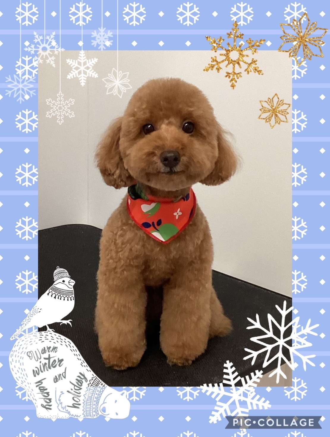 今日はナッツちゃん、ラテちゃん、クッキーちゃん、ちーずちゃん、むぎちゃん、むぎちゃん、コテツちゃんのトリミングの紹介です【奈良のエース動物病院】