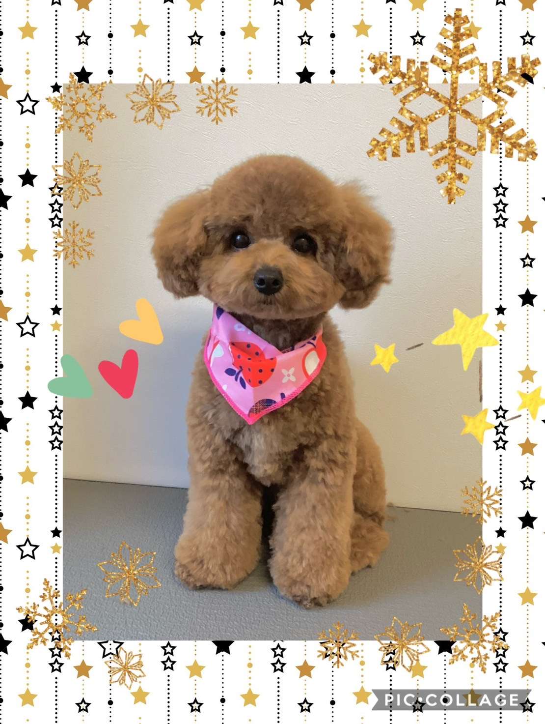 今日はにこちゃん、コテツちゃんのトリミングの紹介です【奈良のエース動物病院】