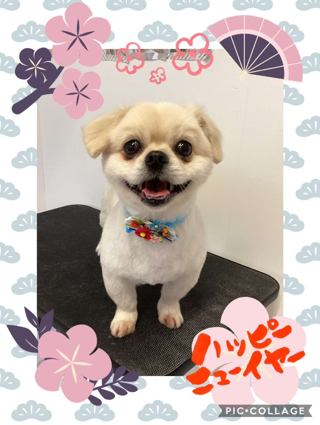 今日はレオちゃん、バディちゃん、マシュちゃんのトリミングの紹介です【奈良のエース動物病院】