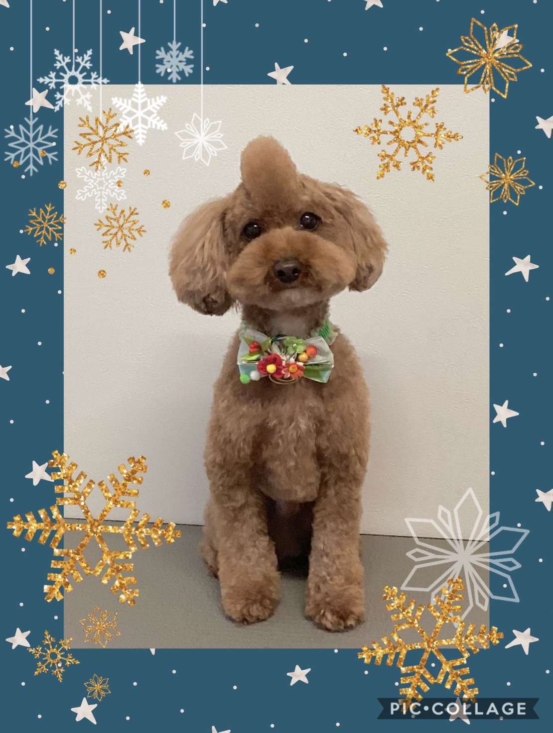 今日は小太郎ちゃん、あずきちゃん、ロイちゃん、カラちゃんのトリミングの紹介です【奈良のエース動物病院】