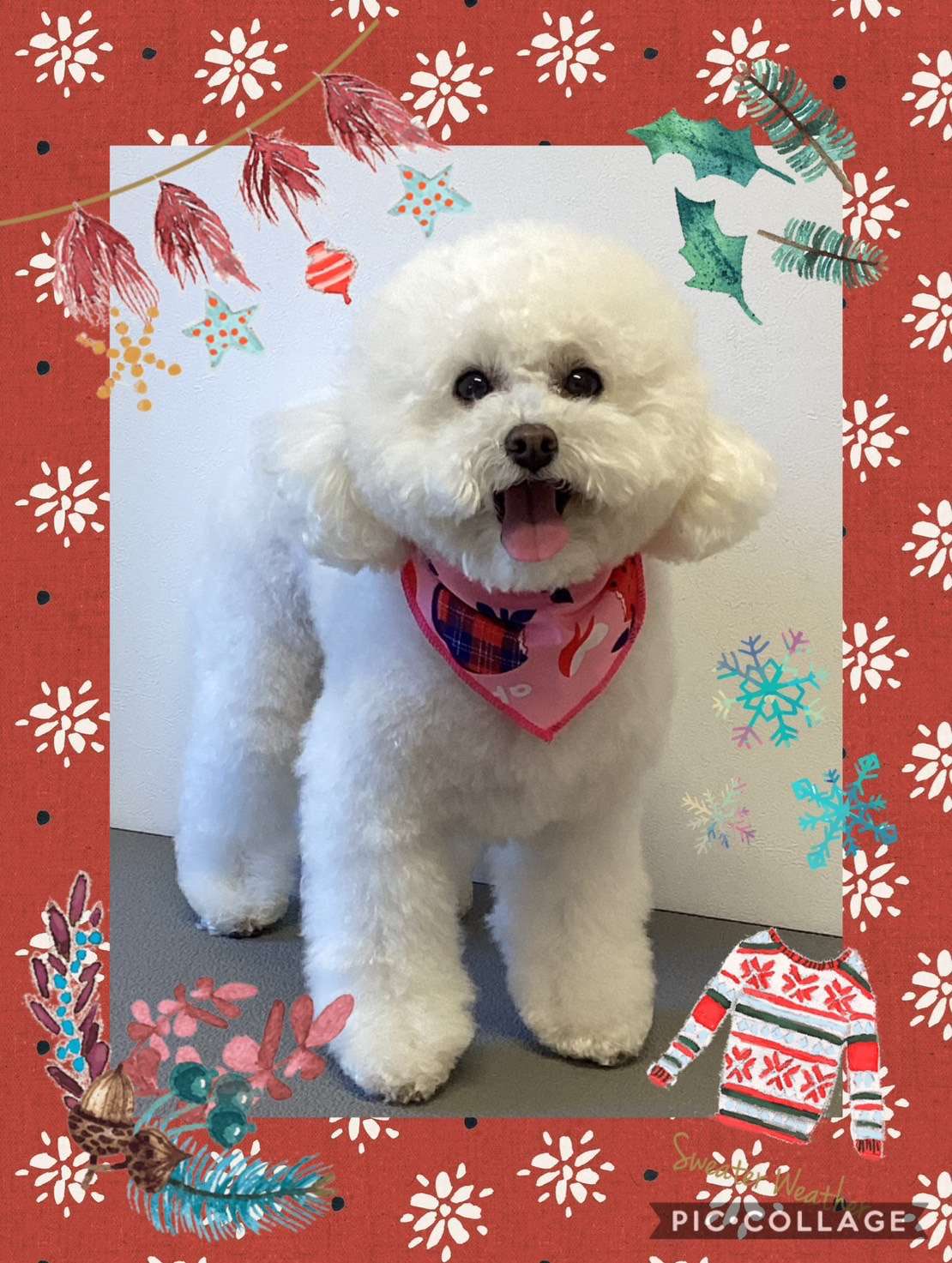 今日はめるちゃん、リリィちゃん、シュナちゃん、チャコラインちゃんのトリミングの紹介です【奈良のエース動物病院】