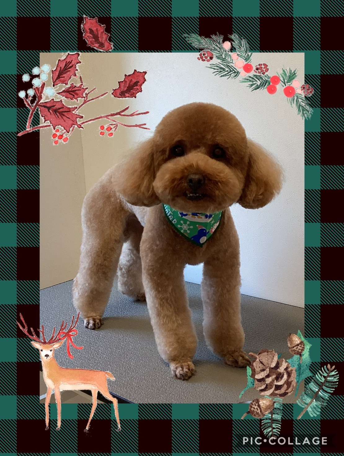 今日はとわちゃん、ボビーちゃん、ハナちゃん、チロルちゃん、チャチャちゃん、コロンちゃんのトリミングの紹介です【奈良のエース動物病院】