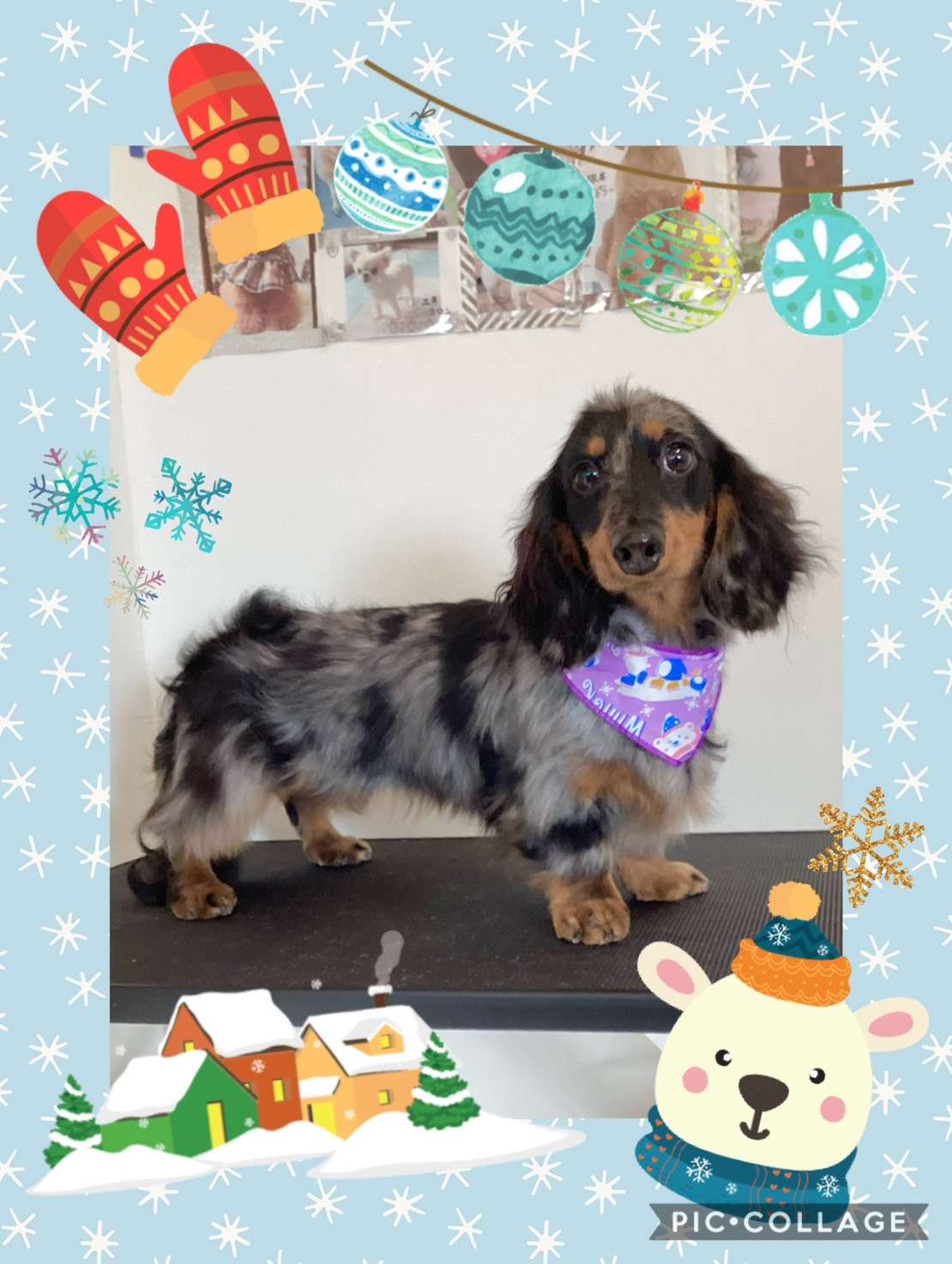 今日は陽翔ちゃん、モコちゃん、プリンちゃん、エリーちゃん、伊吹ちゃん、虎徹ちゃん、ブロリーちゃんのトリミングの紹介です【奈良のエース動物病院】