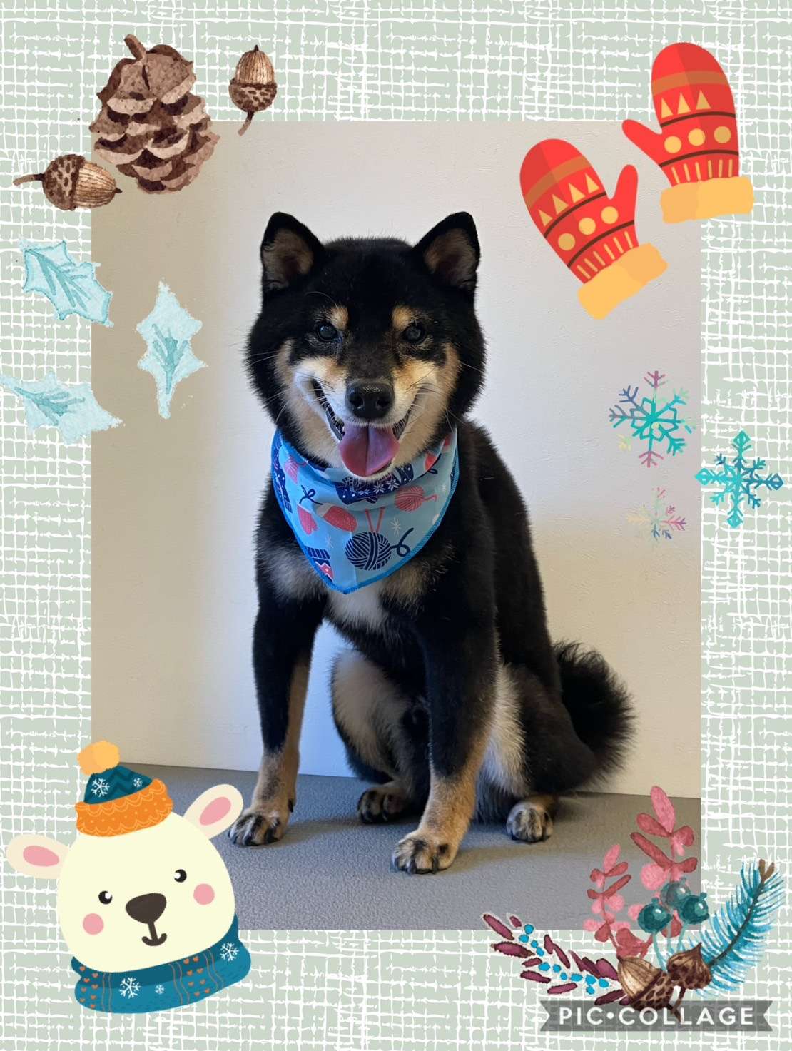 今日は蘭丸ちゃん、びすけっとちゃん、ホクちゃん、ラテちゃんのトリミングの紹介です【奈良のエース動物病院】