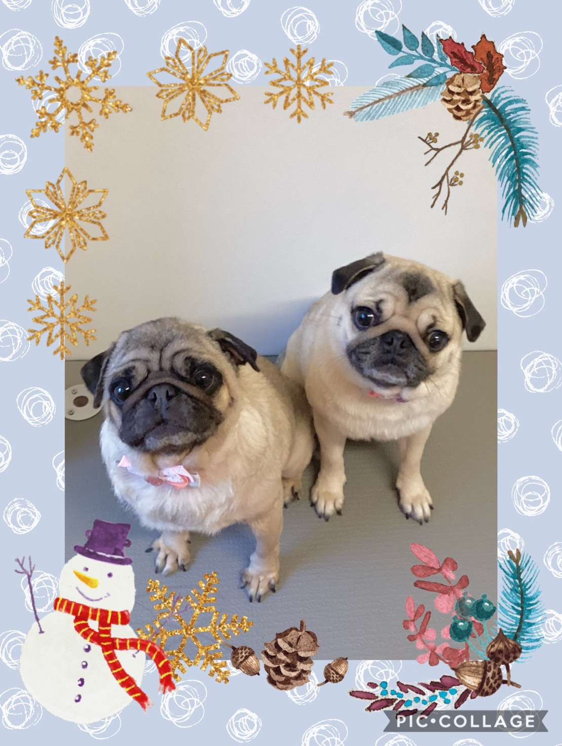 今日はきなこちゃん、みかんちゃん、はなまるちゃん、大福ちゃん、るるちゃん、ルナちゃんのトリミングの紹介です【奈良のエース動物病院】