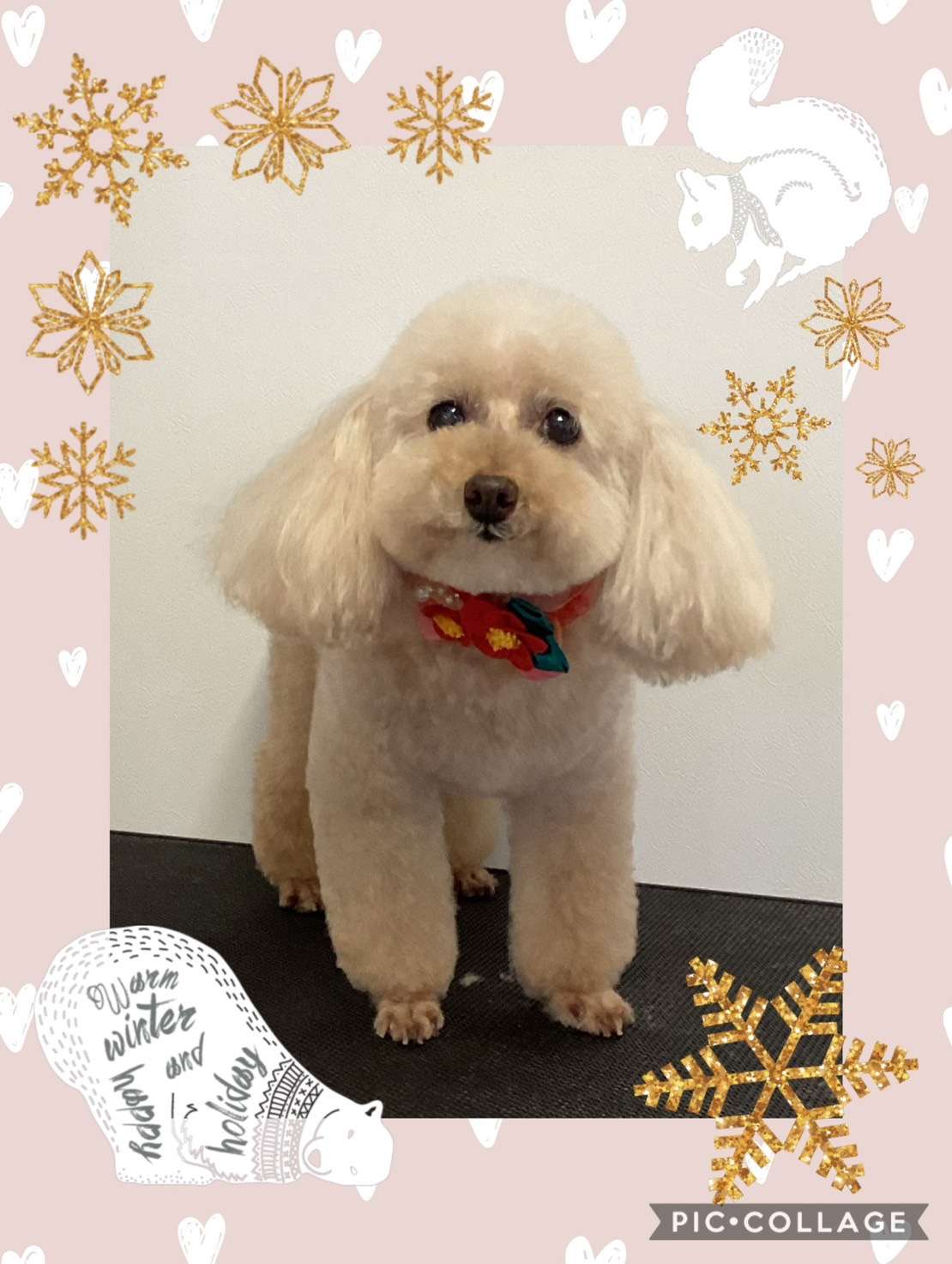 今日はあんじゅちゃん、銀平ちゃん、モコちゃん、ななちゃん、バロンちゃん、ソルちゃんのトリミングの紹介です【奈良のエース動物病院】