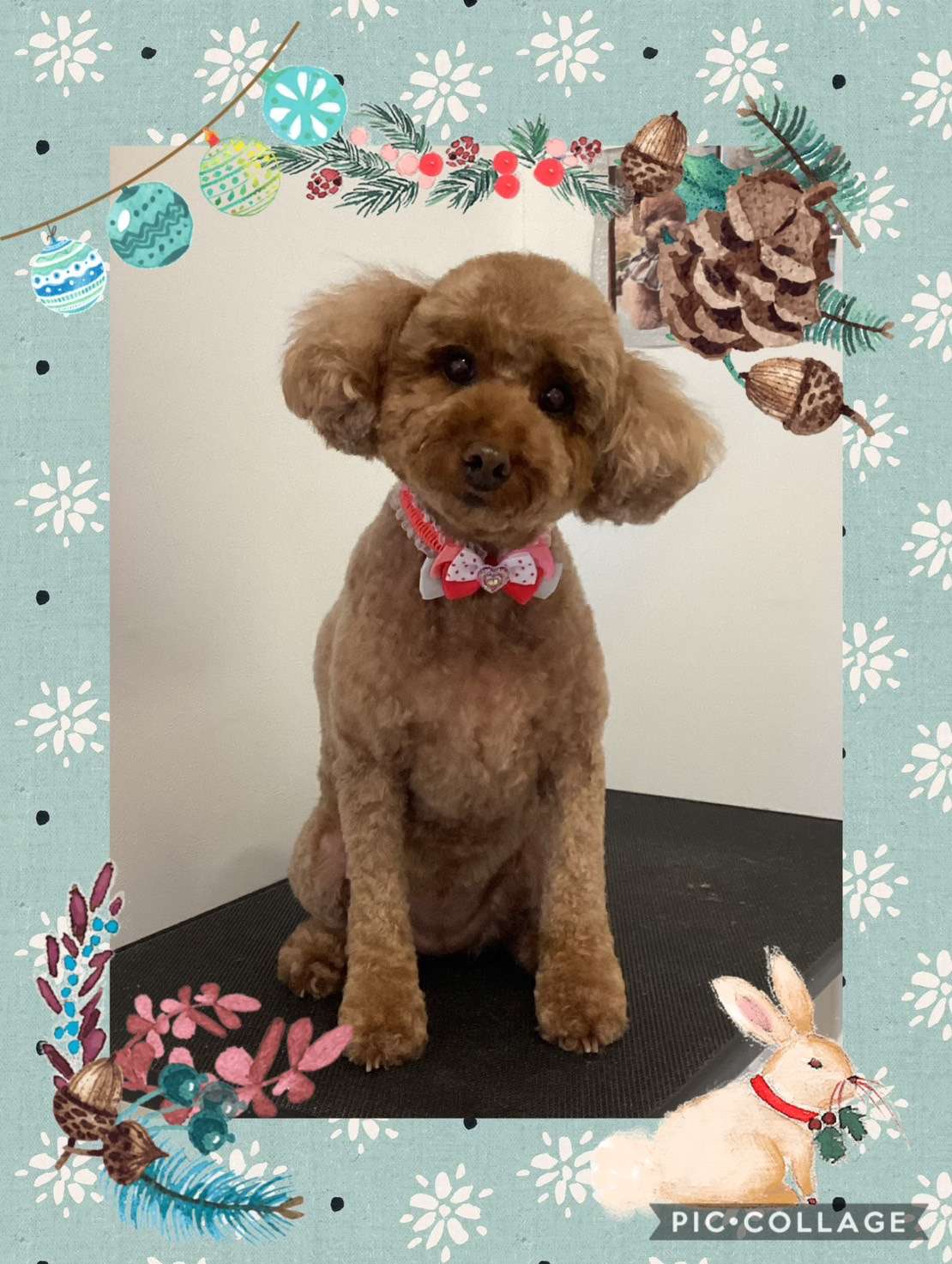 今日はチョコちゃん、ポコちゃん、ココちゃん、ぷぅちゃん、BELLちゃん、夢睦ちゃんのトリミングの紹介です【奈良のエース動物病院】