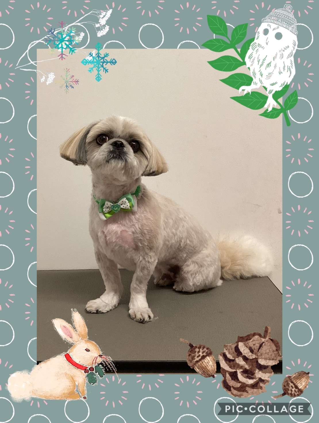 今日はテンちゃん、鈴ちゃん、すももちゃん、むぎちゃん、そるてちゃんのトリミングの紹介です【奈良のエース動物病院】