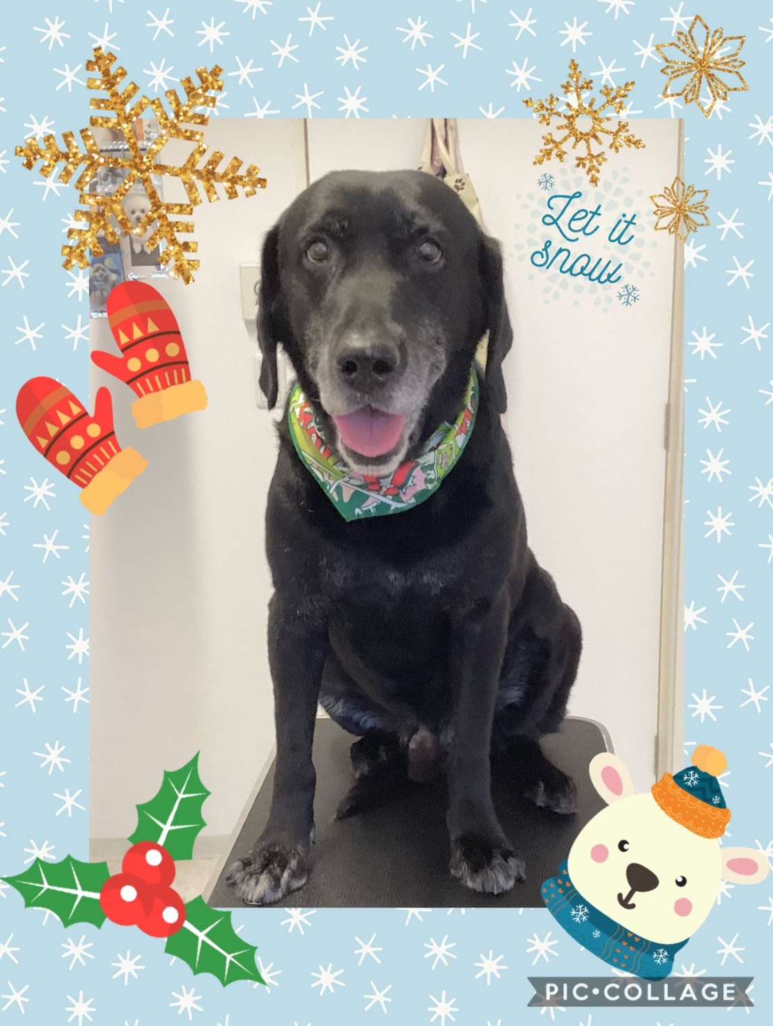 今日はゲイルちゃん、リオンちゃんのトリミングの紹介です【奈良のエース動物病院】