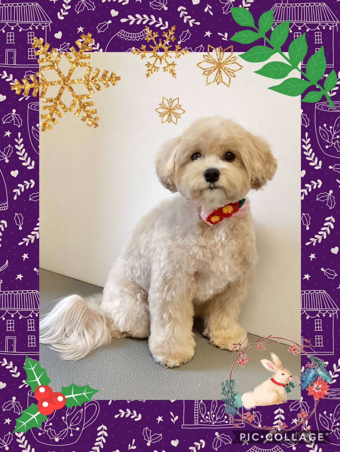 今日は恋來ちゃん、パピコちゃん、ルフィちゃんのトリミングの紹介です【奈良のエース動物病院】