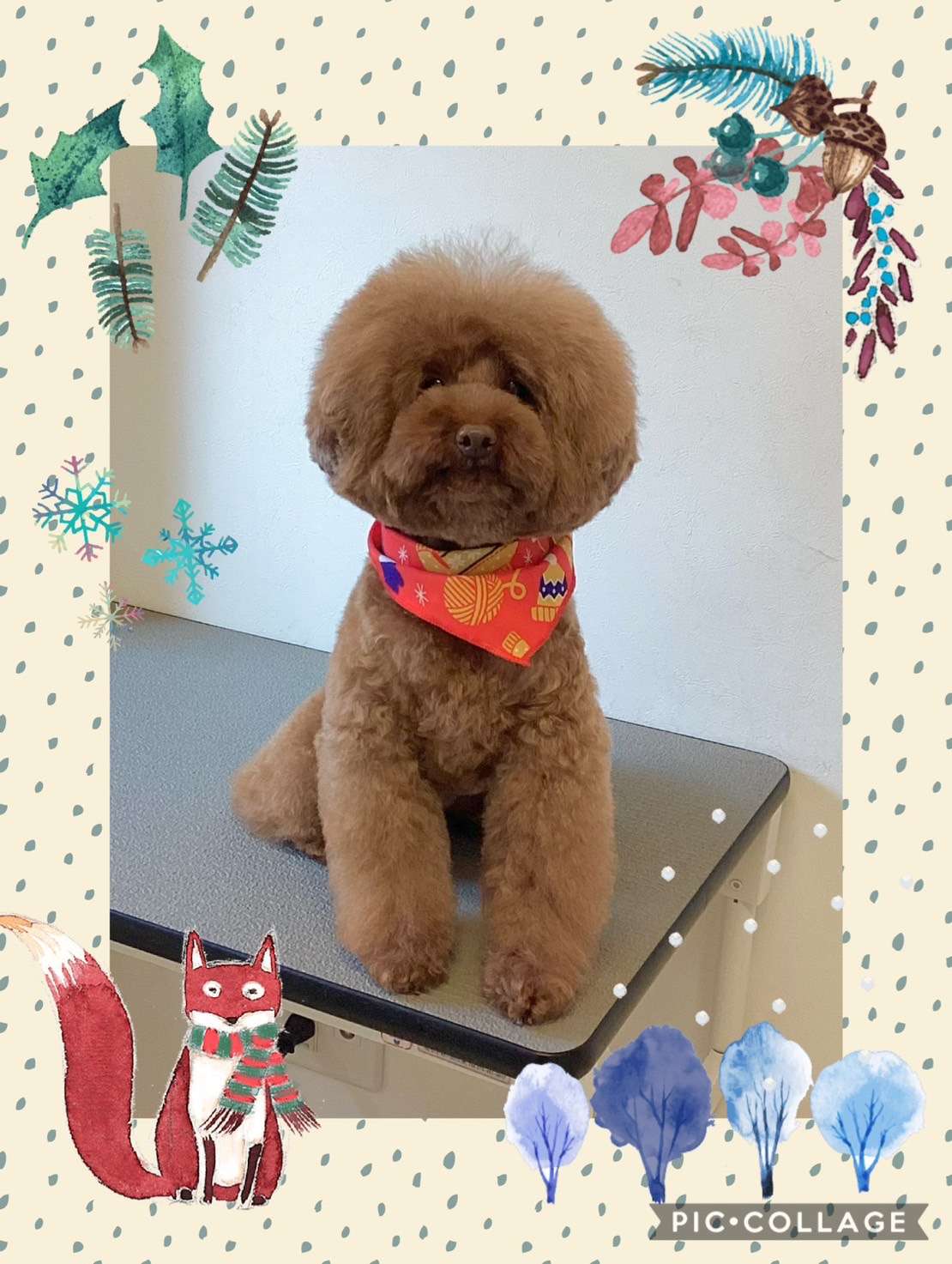 今日はレイちゃん、もずくちゃん、ぷうたちゃん、ももちゃん、モカちゃんのトリミングの紹介です【奈良のエース動物病院】