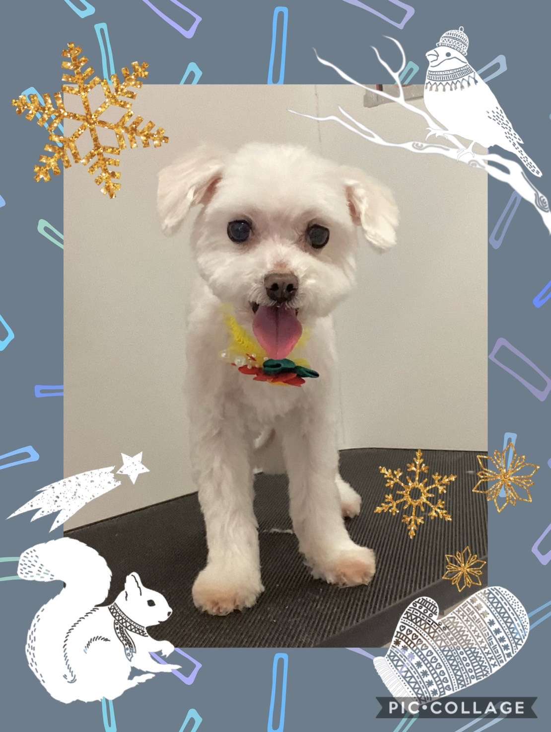 今日は海ちゃん、空ちゃん、るいちゃん、みるくちゃん、かいちゃんのトリミングの紹介です【奈良のエース動物病院】