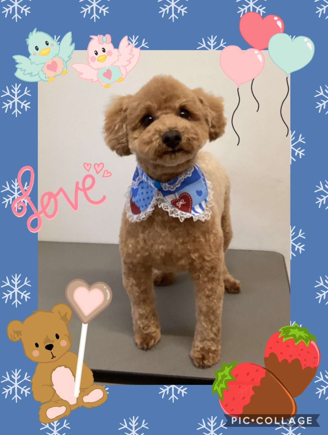 今日は蘭太ちゃん、ラムちゃん、さくらちゃん、ルピちゃんのトリミングの紹介です【奈良のエース動物病院】