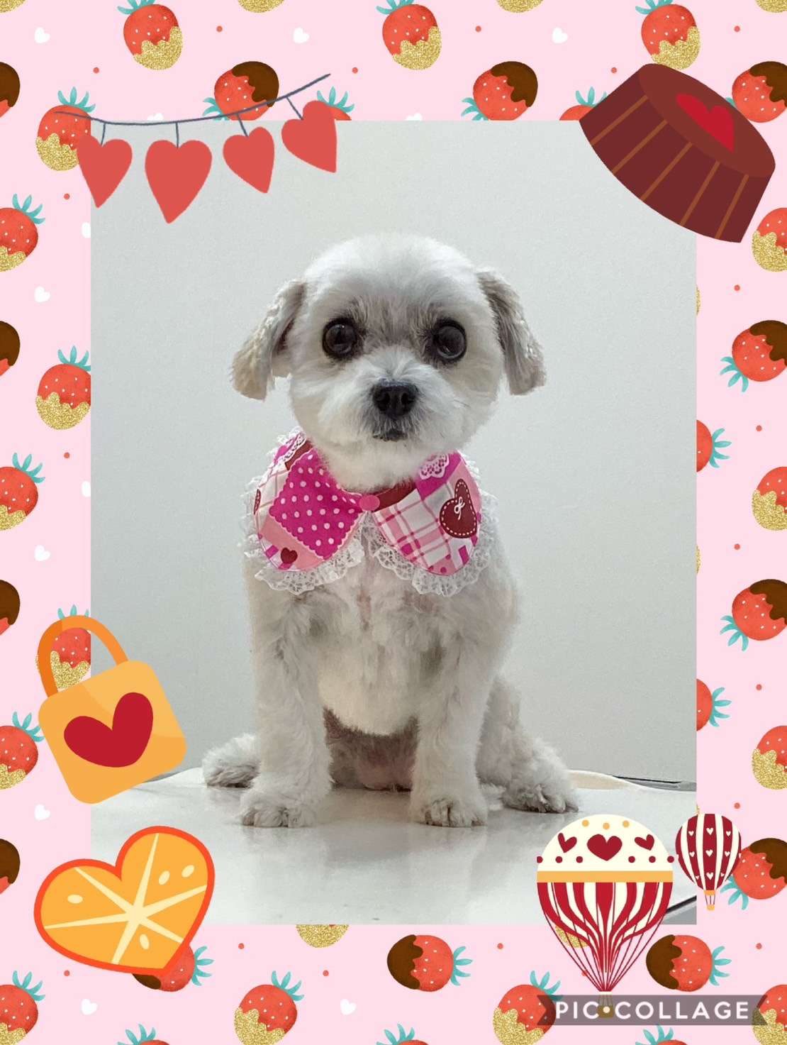 今日はチョコちゃん、バニラちゃん、もこちゃん、夢ちゃん、もこちゃん、ルイちゃん、ブランちゃんのトリミングの紹介です【奈良のエース動物病院】