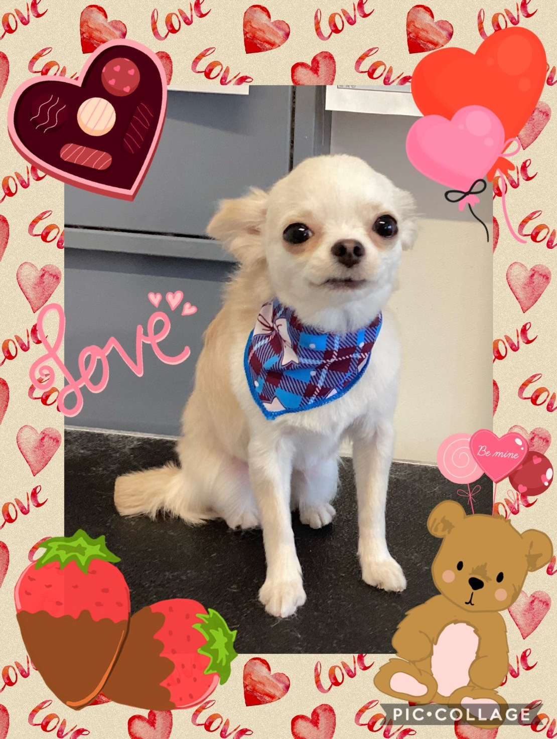 今日は福ちゃん、チロちゃん、ぺろちゃん、アトムちゃん、ティッキーちゃん、チャッピーちゃんのトリミングの紹介です【奈良のエース動物病院】