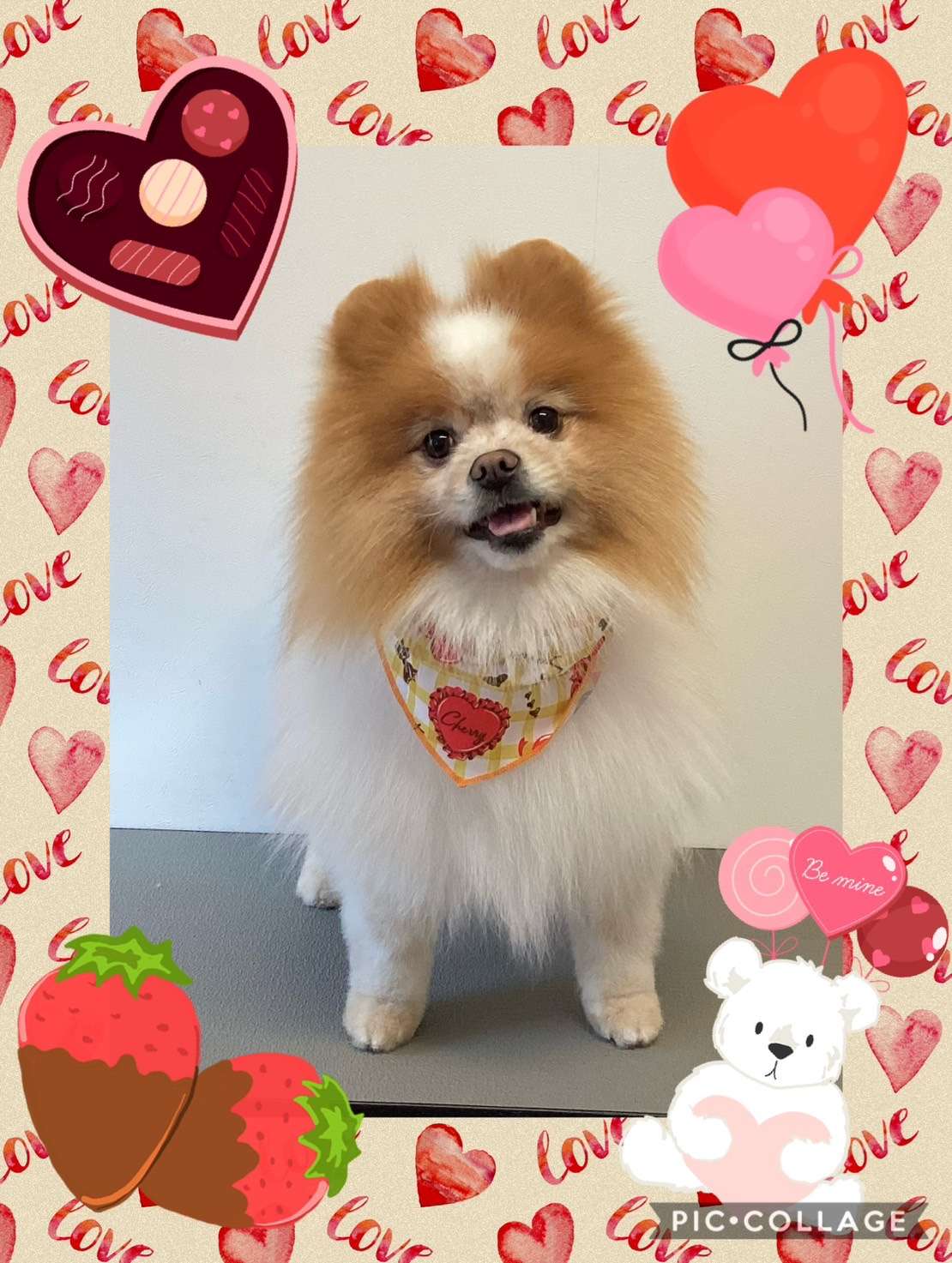 今日はむぎちゃん、むぎちゃん、ぷくちゃん、レオンちゃん、斎ちゃん、レオちゃん、星夜ちゃんのトリミングの紹介です【奈良のエース動物病院】