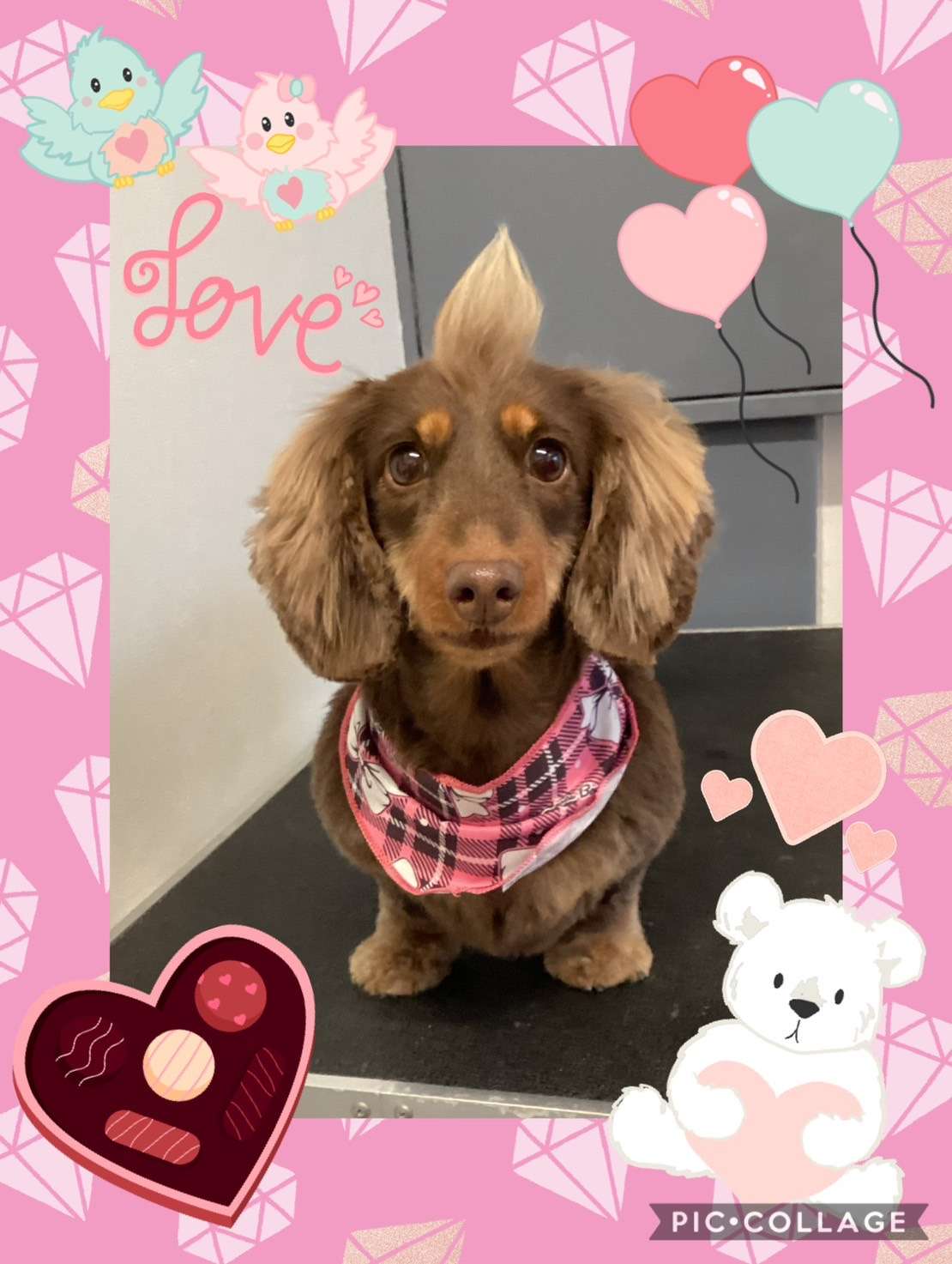 今日はダミエちゃんのトリミングの紹介です【奈良のエース動物病院】