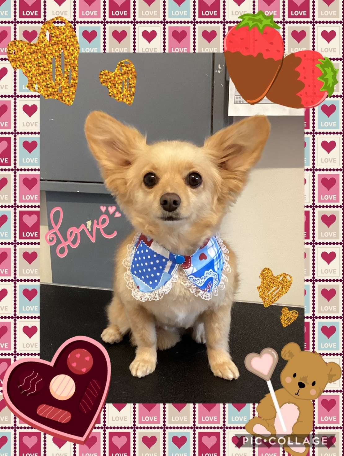 今日はレオちゃん、チロルちゃん、アンコちゃん、はるちゃん、すみれちゃんのトリミングの紹介です【奈良のエース動物病院】