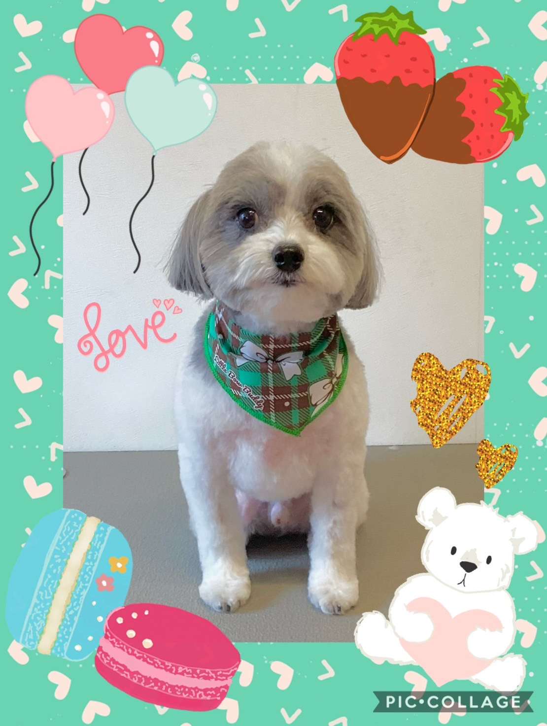 今日はこたろうちゃん、リリィちゃん、テトちゃん、あずきちゃん、Royちゃんのトリミングの紹介です【奈良のエース動物病院】