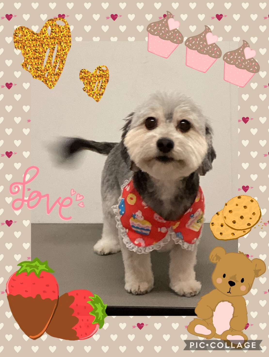 今日はゆずきちゃん、あずきちゃん、カラちゃん、めるちゃん、にこちゃん、ショコラちゃんのトリミングの紹介です【奈良のエース動物病院】