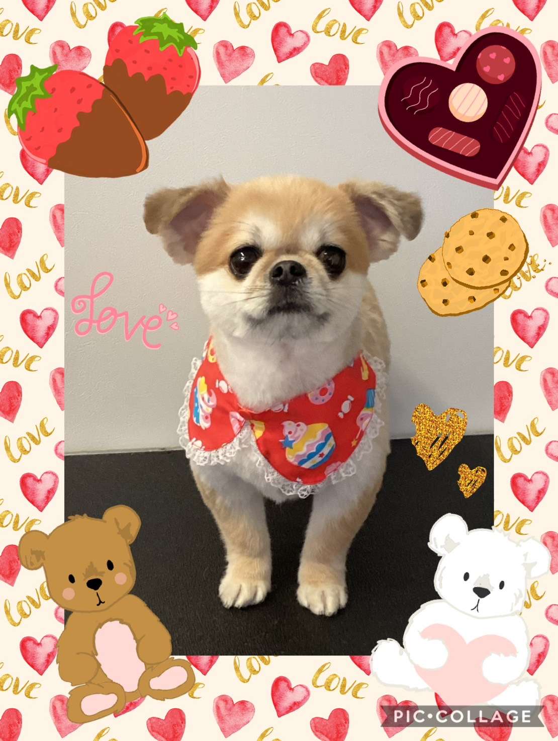 今日はムゥーちゃん、伊吹ちゃん、エリーちゃん、さくちゃん、ブロリーちゃん、つとむちゃん、小麦ちゃんのトリミングの紹介です【奈良のエース動物病院】