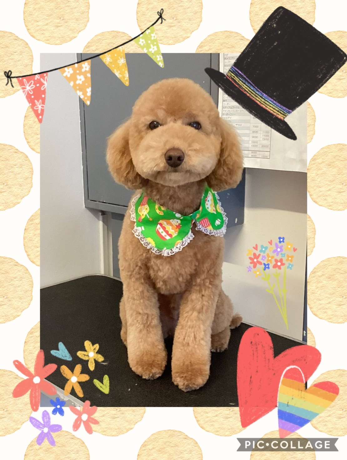 今日はボビーちゃん、チャチャちゃん、コロンちゃん、大福ちゃん、はなまるちゃんのトリミングの紹介です【奈良のエース動物病院】