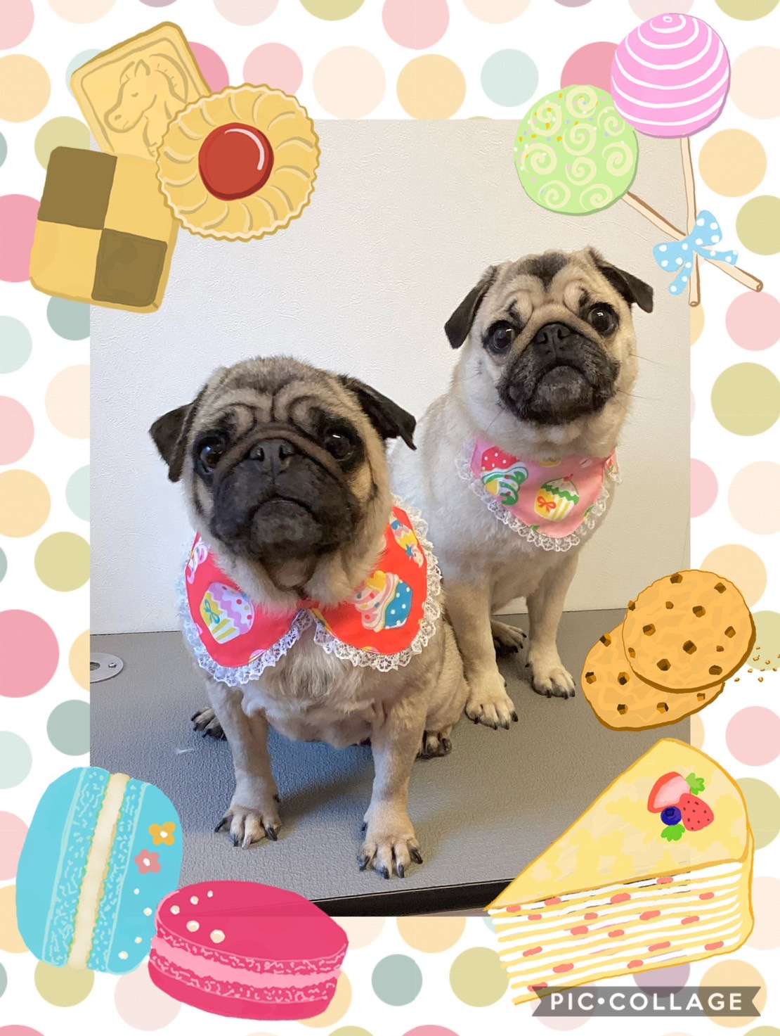 今日はきなこちゃん、みかんちゃん、ロイちゃん、虎徹ちゃん、ちーずちゃんのトリミングの紹介です【奈良のエース動物病院】