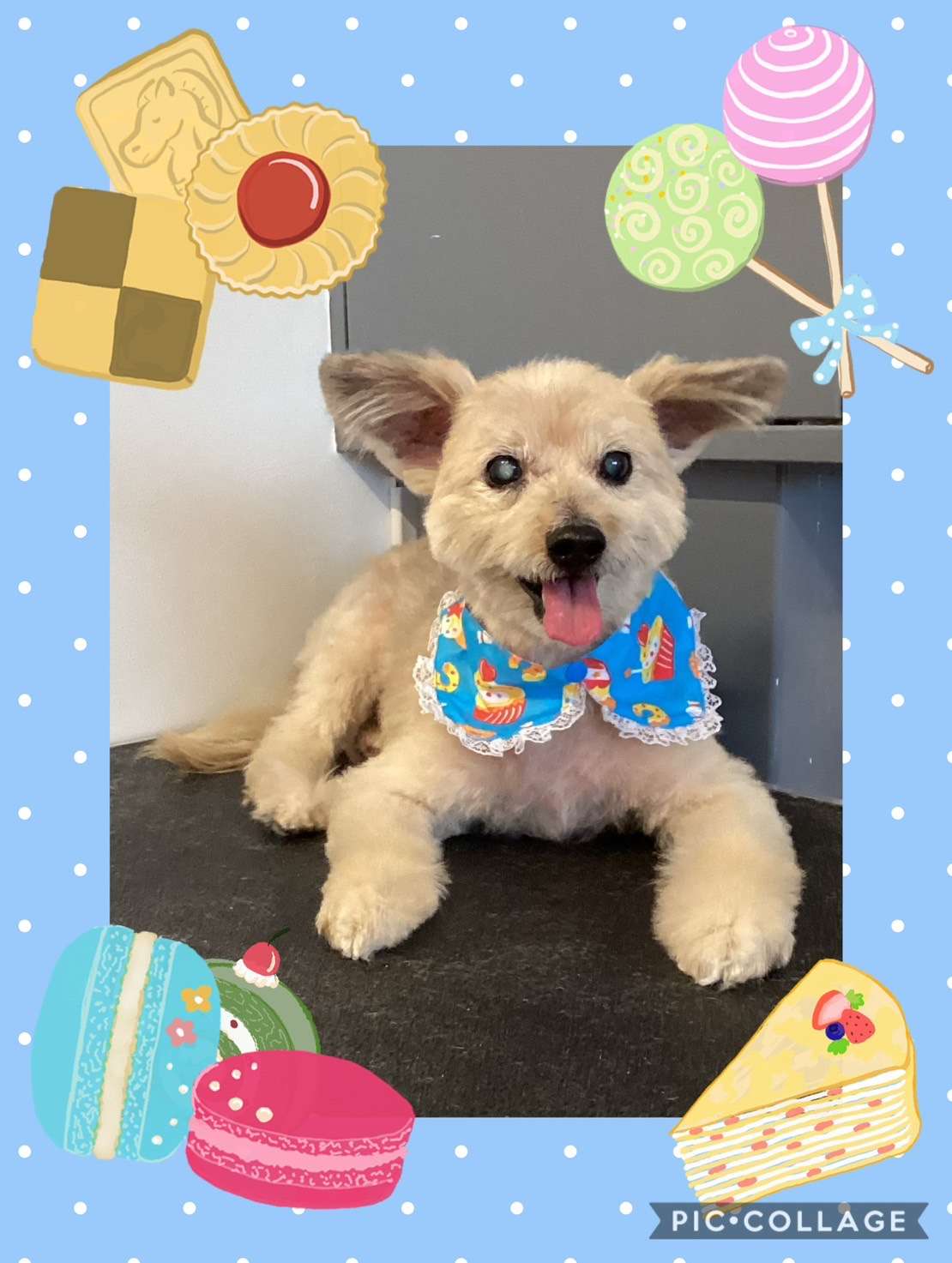 今日はマシュちゃん、かいちゃん、ゆずちゃん、くろちゃん、ロンちゃんのトリミングの紹介です【奈良のエース動物病院】