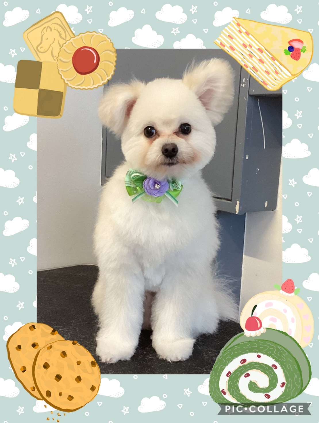 今日はるるちゃん、ラムちゃん、プリンちゃん、ミルキーちゃん、ハナちゃん、蘭丸ちゃんのトリミングの紹介です【奈良のエース動物病院】