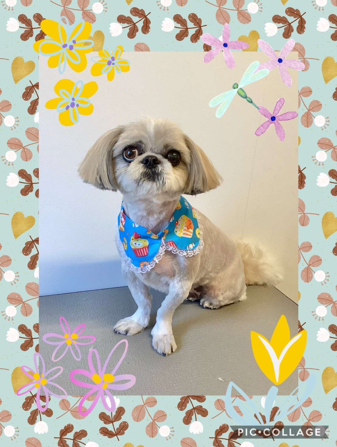 今日はテンちゃん、銀平ちゃん、鈴ちゃん、すももちゃん、バニラちゃん、あんずちゃん、チャコラインちゃんのトリミングの紹介です【奈良のエース動物病院】