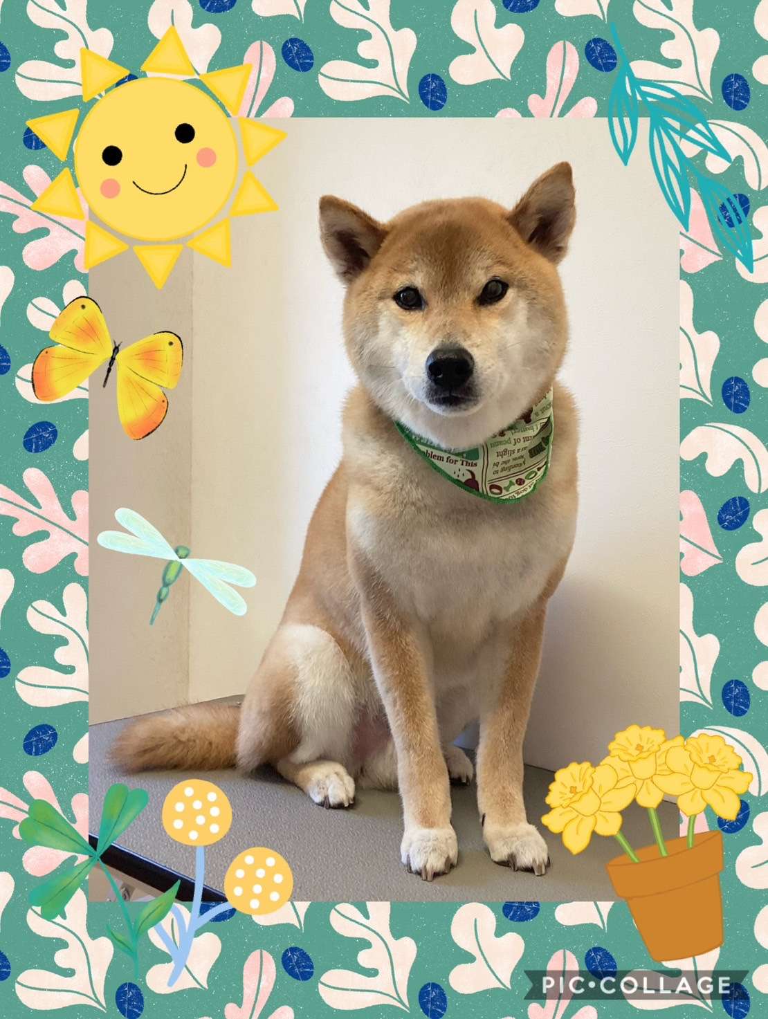 今日は銀大朗ちゃん、昇大朗ちゃんのトリミングの紹介です【奈良のエース動物病院】