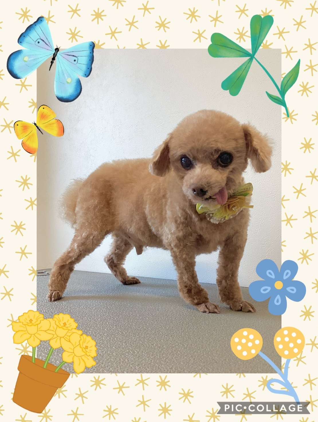 今日はバディちゃん、パピコちゃんのトリミングの紹介です【奈良のエース動物病院】