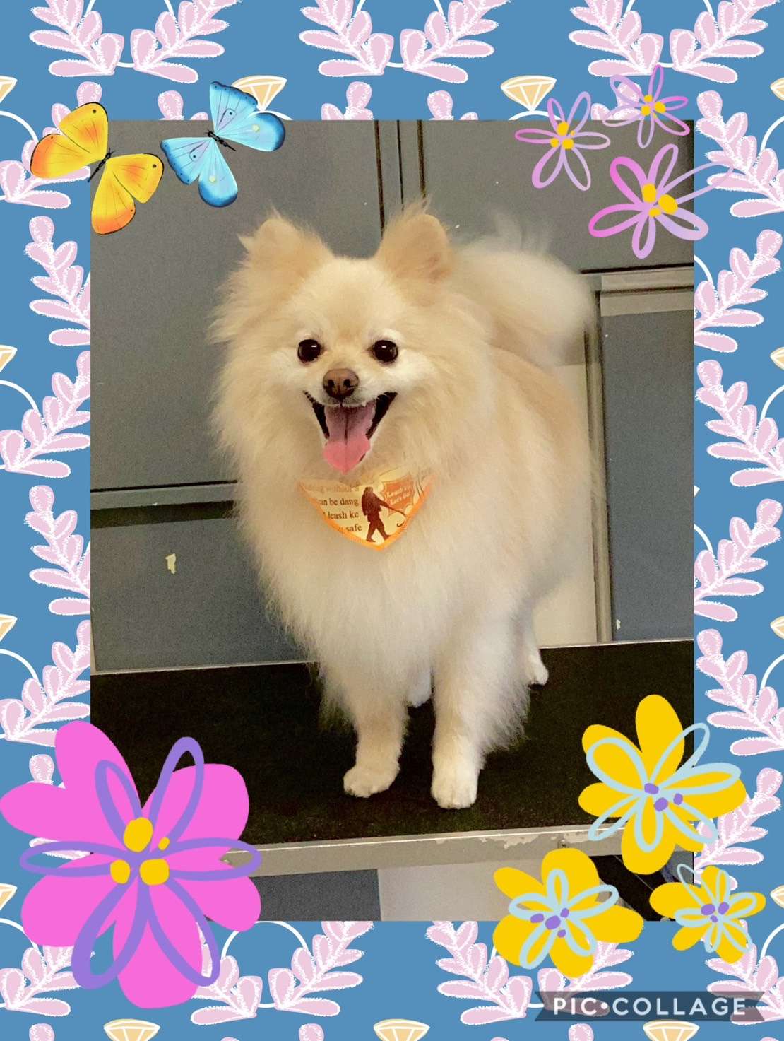 今日はモコちゃん、ルフィちゃん、チョコちゃん、みるくちゃん、恋來ちゃんのトリミングの紹介です【奈良のエース動物病院】