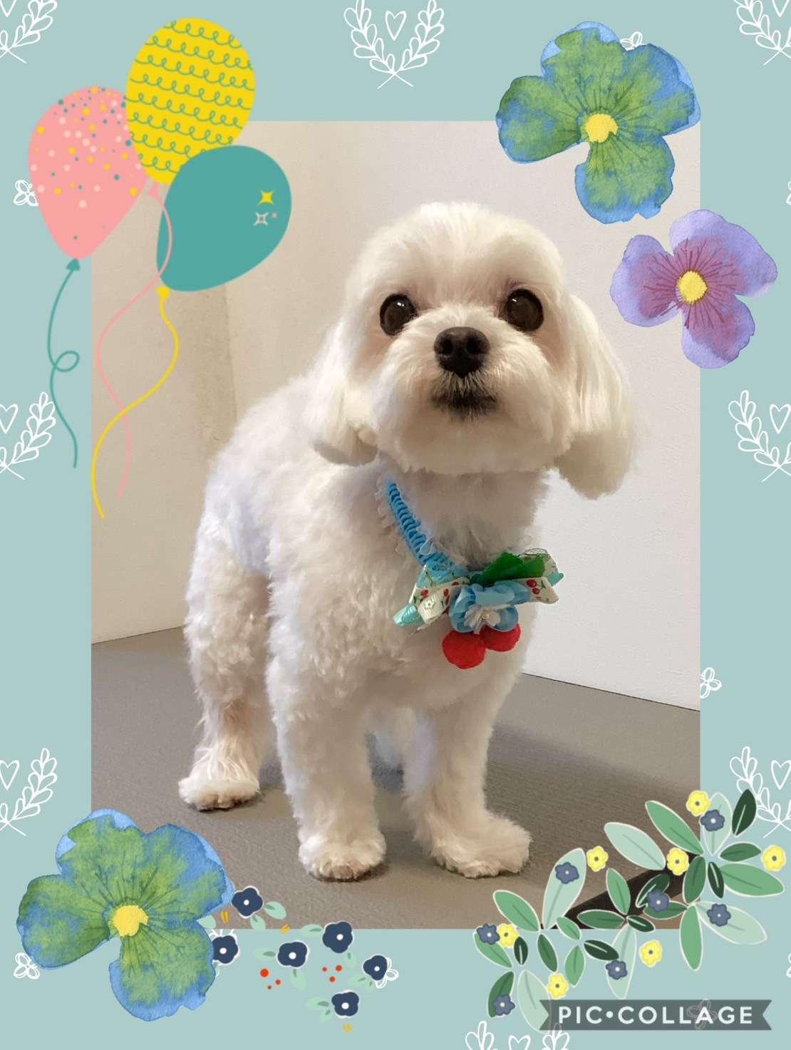 今日はコロンちゃん、萌和ちゃん、ココちゃん、ピーチちゃんのトリミングの紹介です【奈良のエース動物病院】