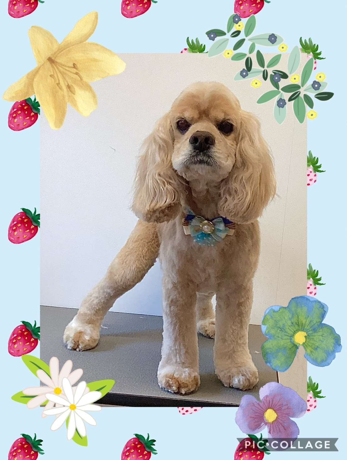 今日はダンちゃん、ショコラちゃん、みっぷるちゃんのトリミングの紹介です【奈良のエース動物病院】