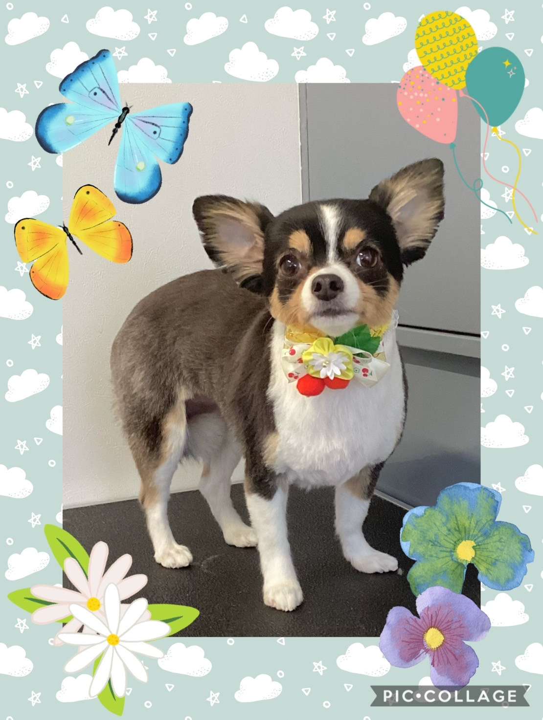 今日はviviちゃん、チャッピーちゃん、ももちゃん、ぷぅちゃん、あんじゅちゃんのトリミングの紹介です【奈良のエース動物病院】