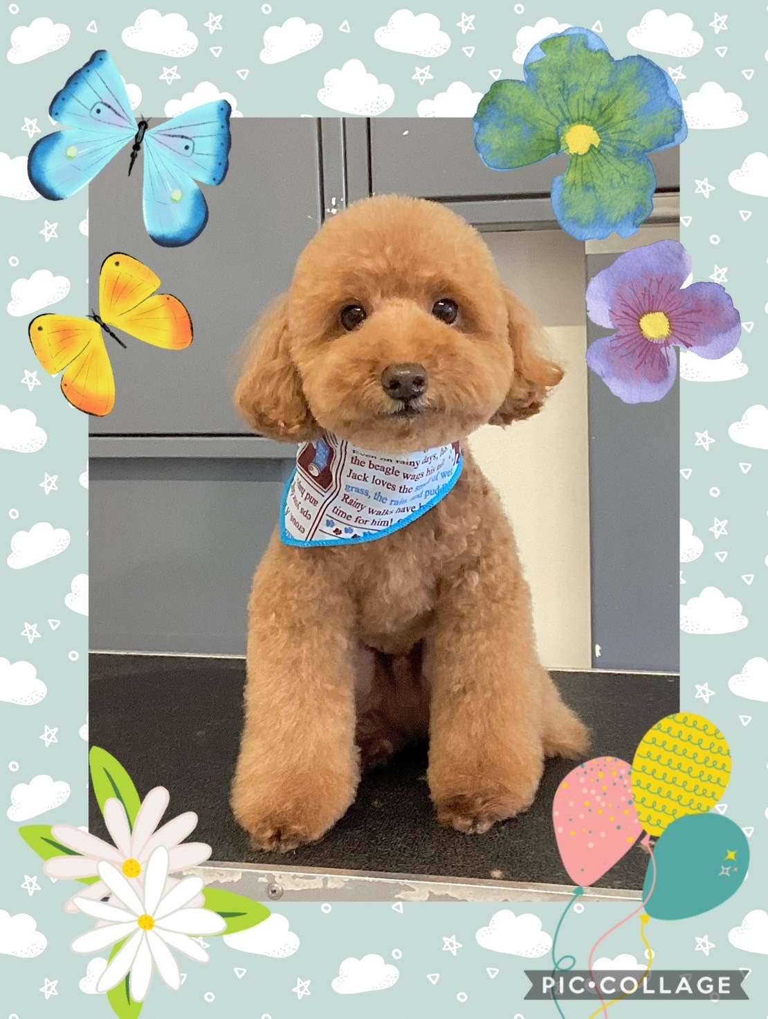 今日はナッツちゃん、福ちゃん、リリィちゃん、バロンちゃん、ソルちゃんのトリミングの紹介です【奈良のエース動物病院】