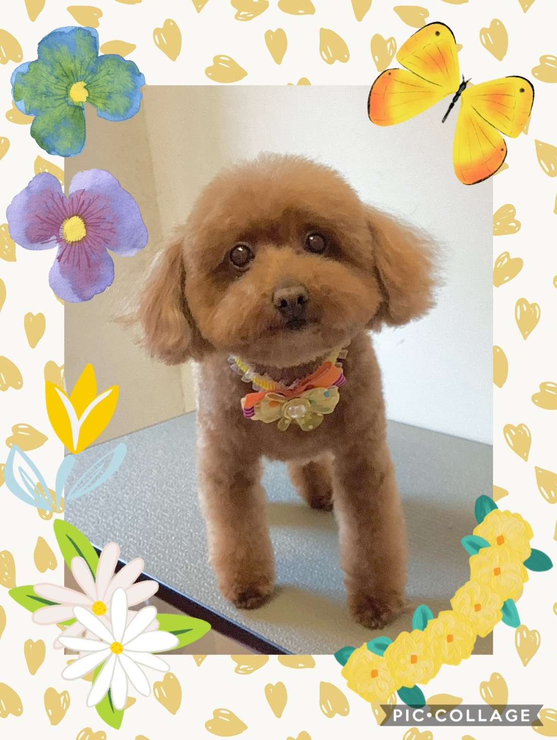 今日はスカイちゃん、ココアちゃん、ぷくちゃん、チョコちゃん、バニラちゃん、キキちゃん、むぎちゃんのトリミングの紹介です【奈良のエース動物病院】