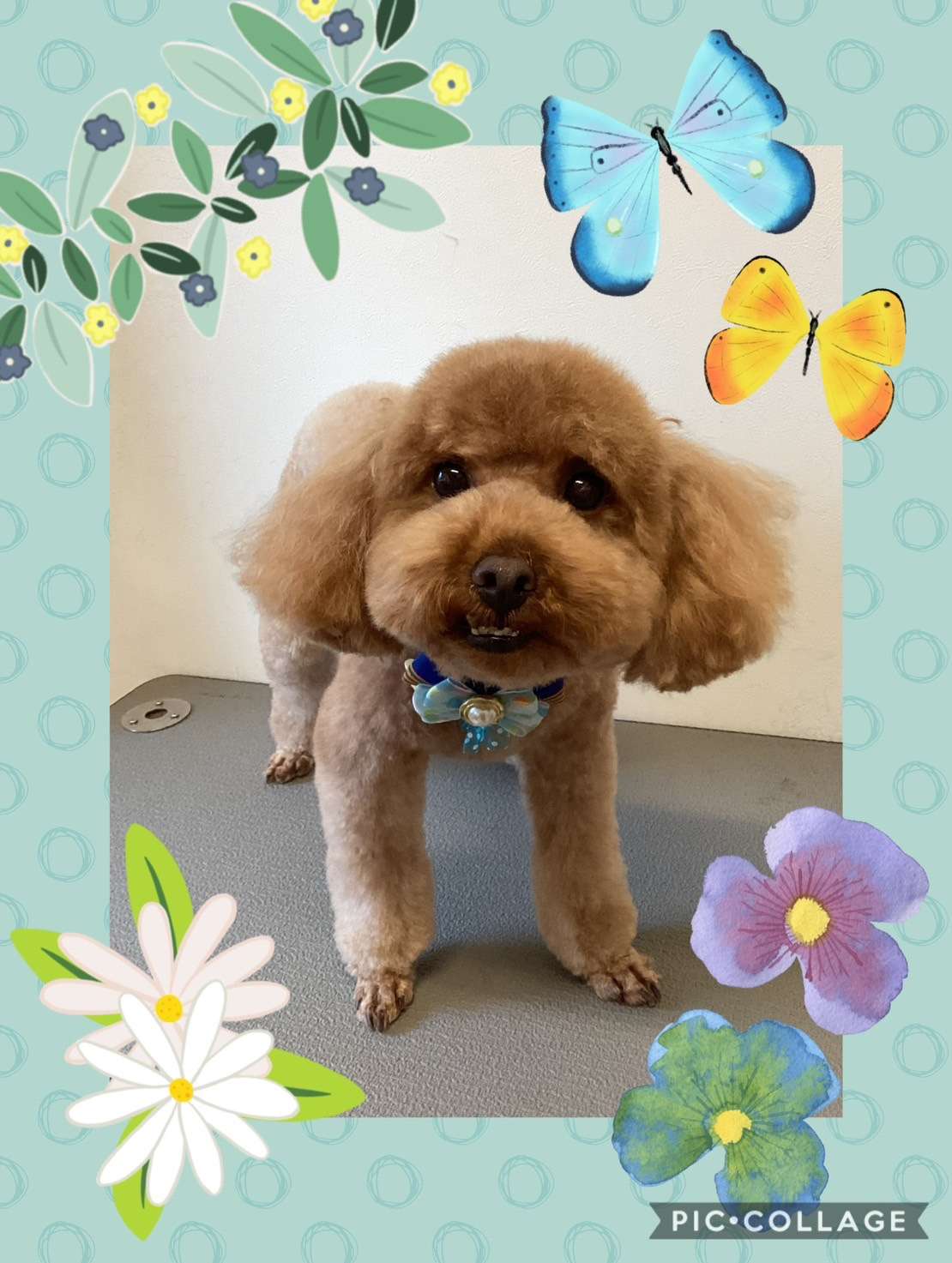 今日はとわちゃん、レオちゃん、チロルちゃん、びすけっとちゃんのトリミングの紹介です【奈良のエース動物病院】