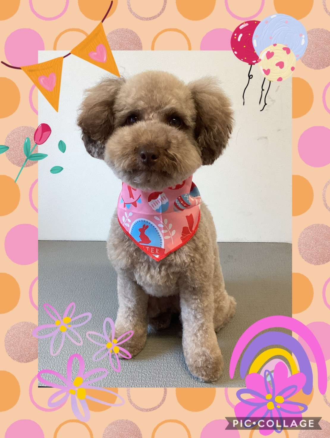 今日はあずきちゃん、小太郎ちゃん、コタローちゃん、ラニちゃん、蘭太ちゃんのトリミングの紹介です【奈良のエース動物病院】