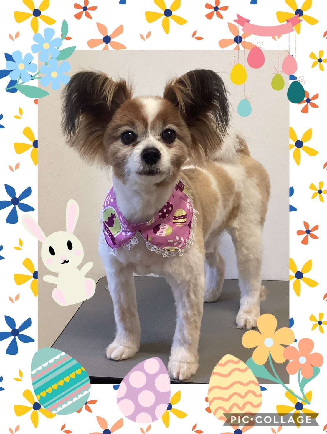 今日はれんちゃん、ポコちゃん、まるちゃん、ちゃちゃちゃん、コロンちゃんのトリミングの紹介です【奈良のエース動物病院】