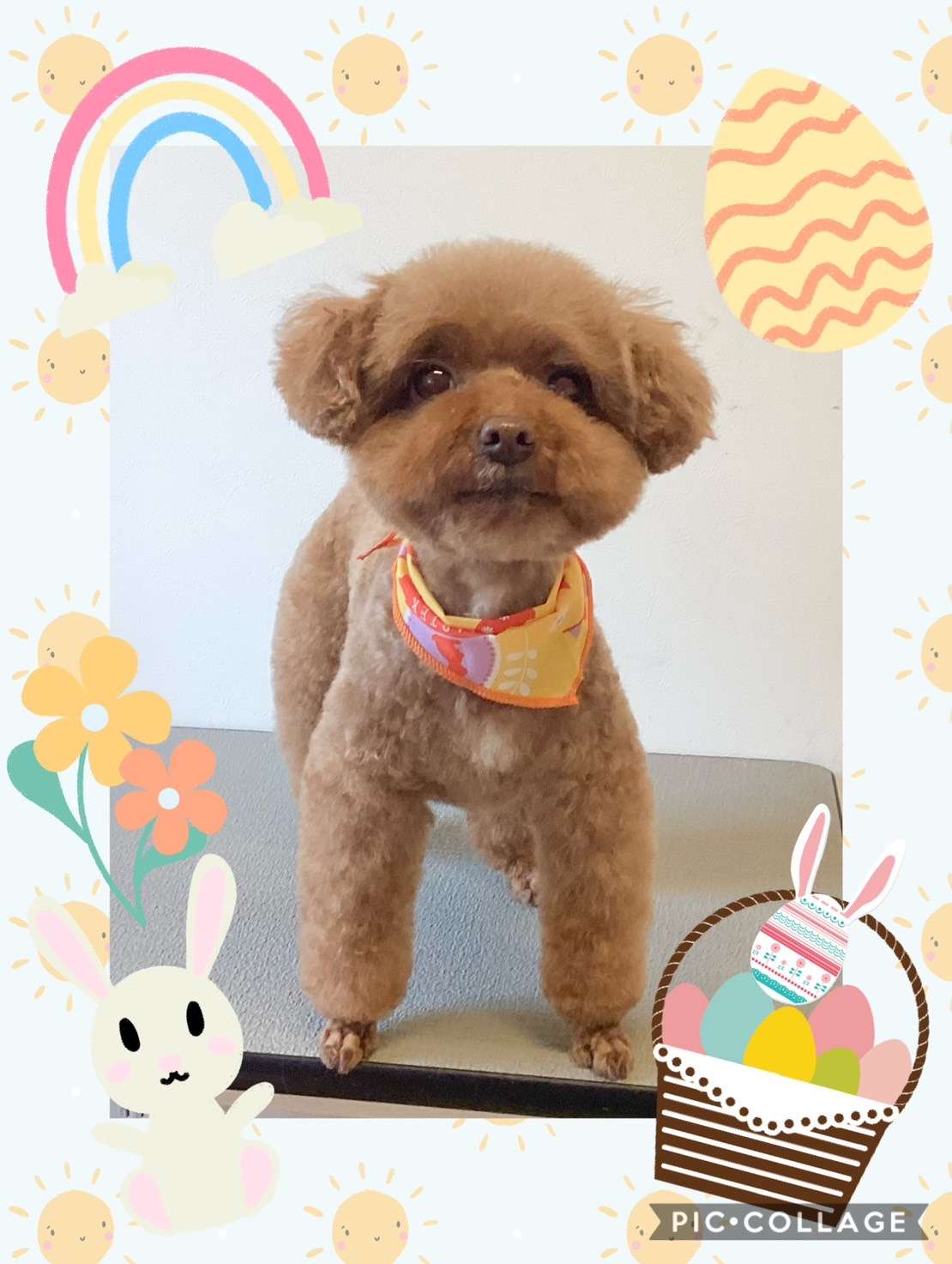 今日はもこちゃん、レオちゃん、そるてちゃん、むぎちゃん、エリーちゃん、伊吹ちゃん、ブロリーちゃんのトリミングの紹介です【奈良のエース動物病院】