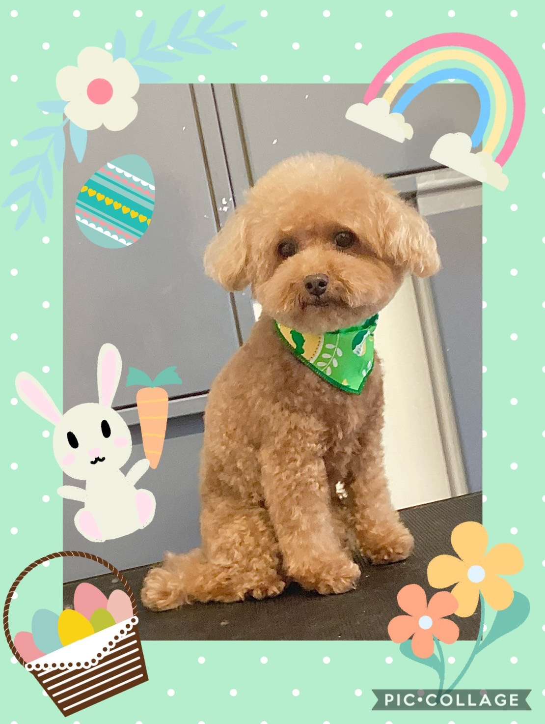 今日はまろんちゃん、カラちゃん、チャチャちゃん、かいちゃん、ボビーちゃんのトリミングの紹介です【奈良のエース動物病院】